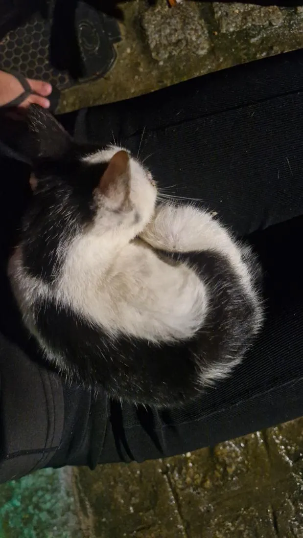 Gato raça SRD-ViraLata idade 2 a 6 meses nome Tony