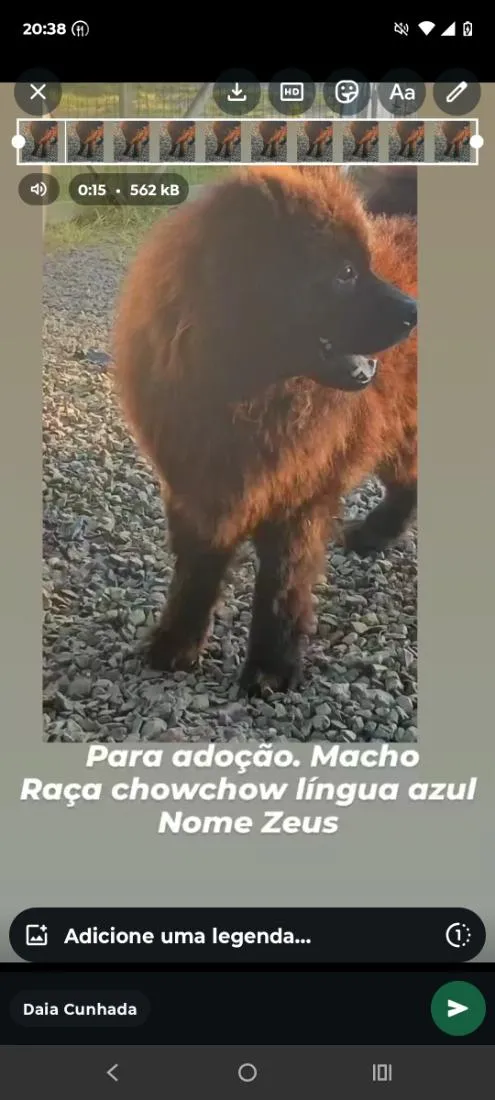 Cachorro raça SRD-ViraLata idade 5 anos nome Zeus
