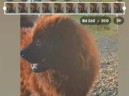Cachorro raça SRD-ViraLata idade 5 anos nome Zeus