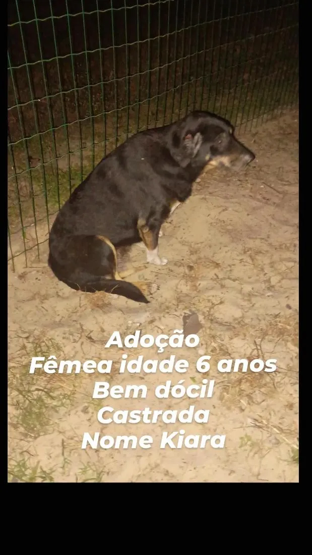 Cachorro raça SRD-ViraLata idade 4 anos nome Kiara