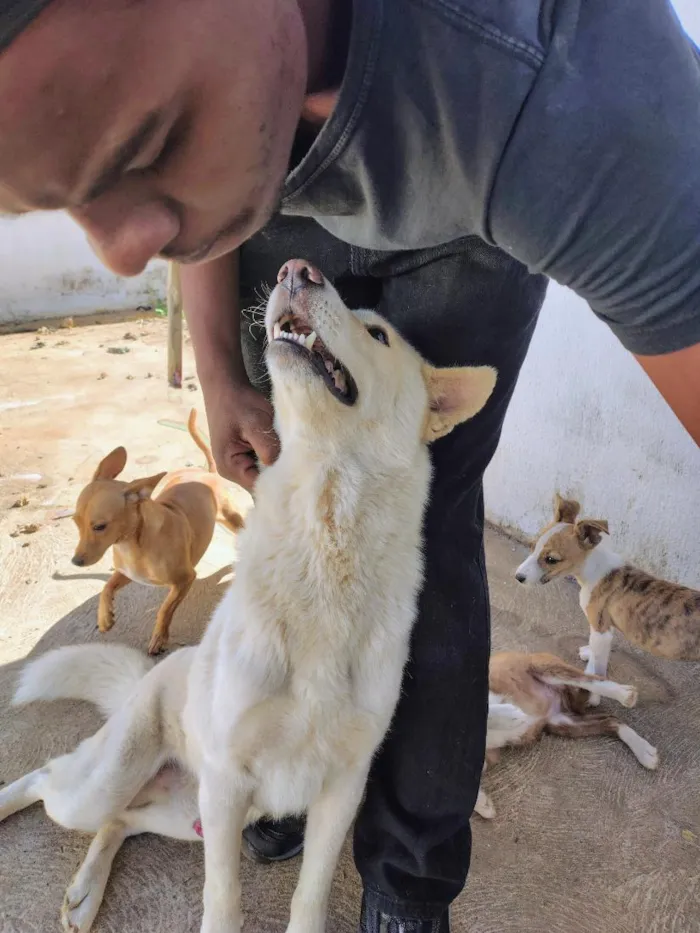 Cachorro raça SRD-ViraLata idade 2 anos nome Flocos