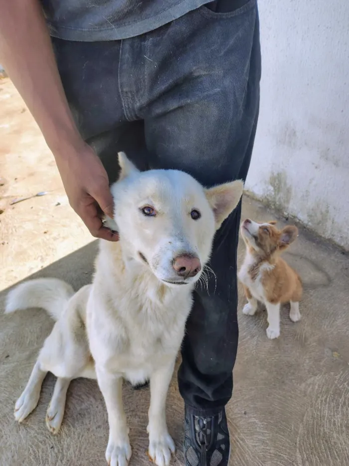 Cachorro raça SRD-ViraLata idade 2 anos nome Flocos