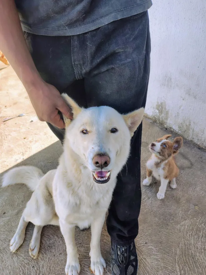 Cachorro raça SRD-ViraLata idade 2 anos nome Flocos
