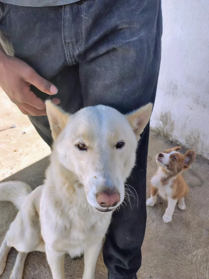 Cachorro raça SRD-ViraLata idade 2 anos nome Flocos
