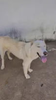 Flocos