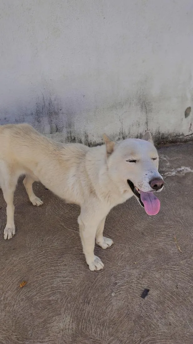 Cachorro raça SRD-ViraLata idade 2 anos nome Flocos