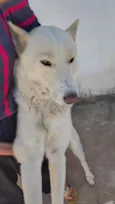 Flocos