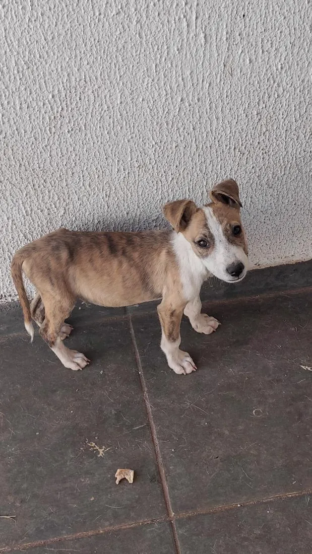 Cachorro raça SRD-ViraLata idade 2 a 6 meses nome staff 