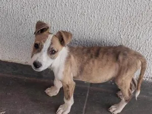 Cachorro raça SRD-ViraLata idade 2 a 6 meses nome staff 