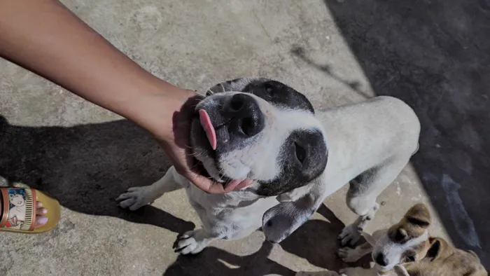 Cachorro raça SRD-ViraLata idade 2 anos nome Panda