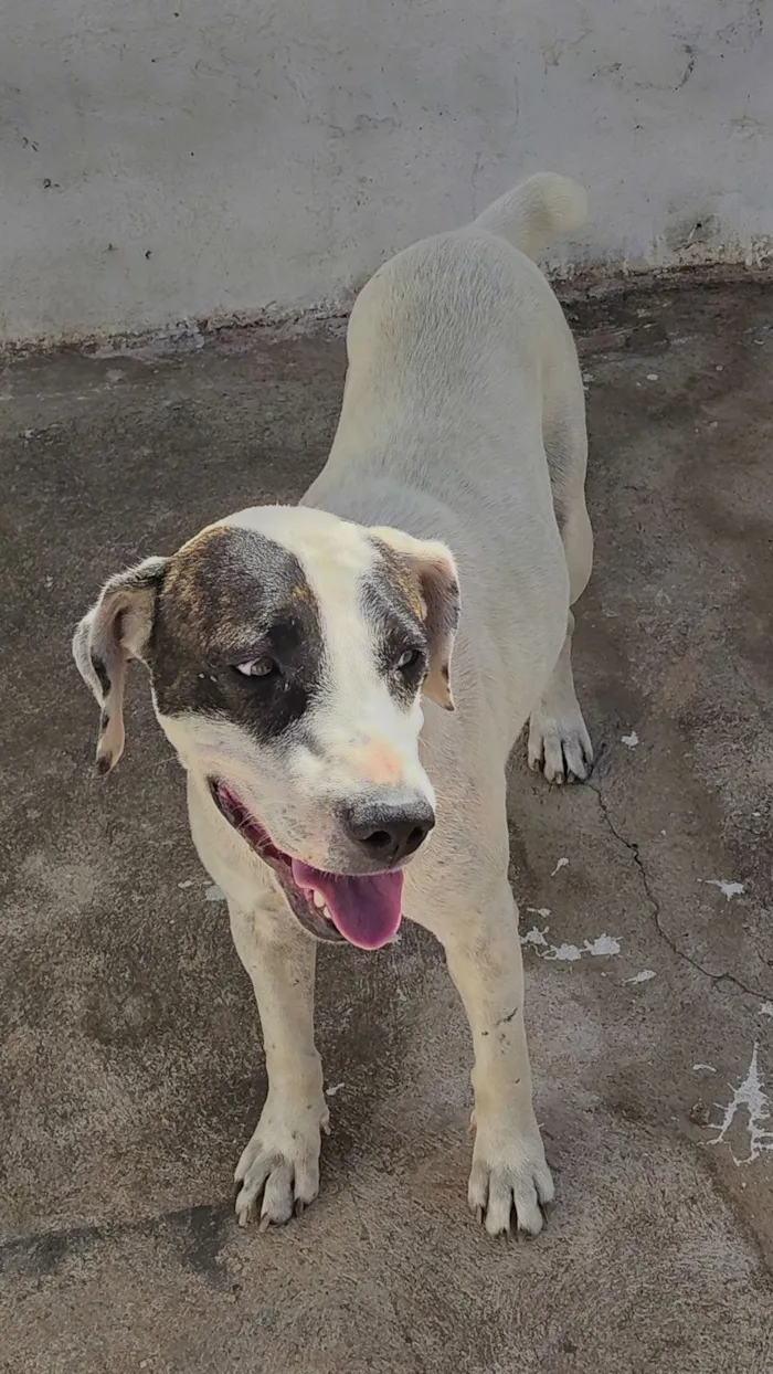 Cachorro raça SRD-ViraLata idade 2 anos nome Panda