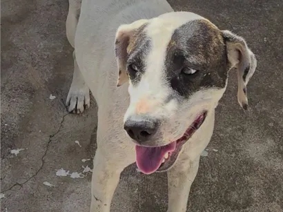 Cachorro raça SRD-ViraLata idade 2 anos nome Panda