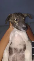 Pretinho