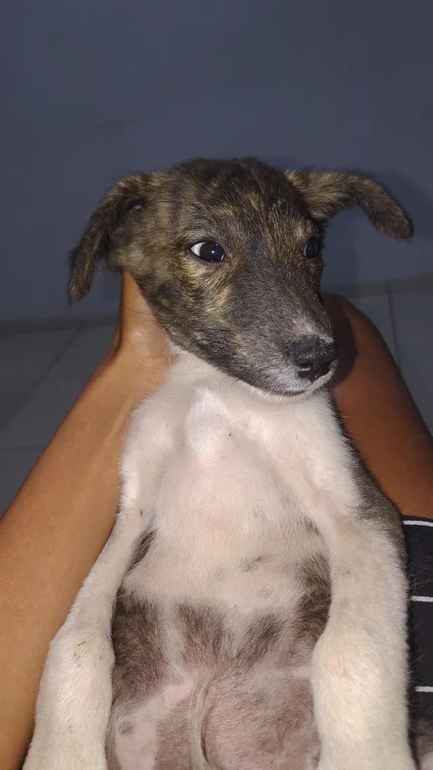 Cachorro raça SRD-ViraLata idade 2 a 6 meses nome Pretinho