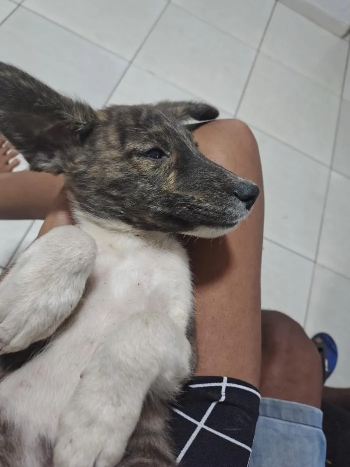 Cachorro raça SRD-ViraLata idade 2 a 6 meses nome Pretinho