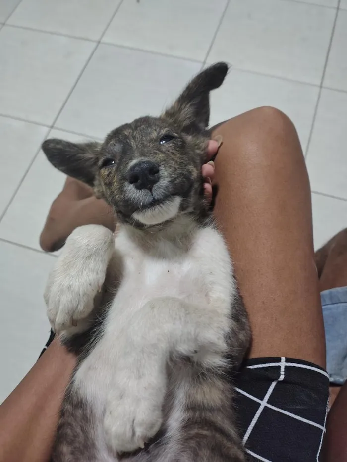 Cachorro raça SRD-ViraLata idade 2 a 6 meses nome Pretinho