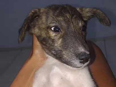 Cachorro raça SRD-ViraLata idade 2 a 6 meses nome Pretinho