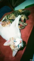 Cacau e Lilith