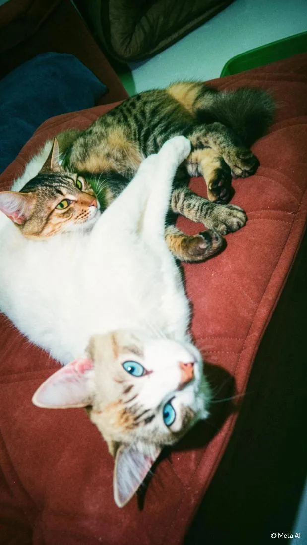 Gato raça SRD-ViraLata idade 7 a 11 meses nome Cacau e Lilith