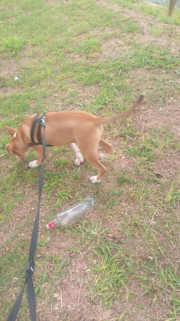 Cachorro raça Pit-Bull idade 2 a 6 meses nome Thor