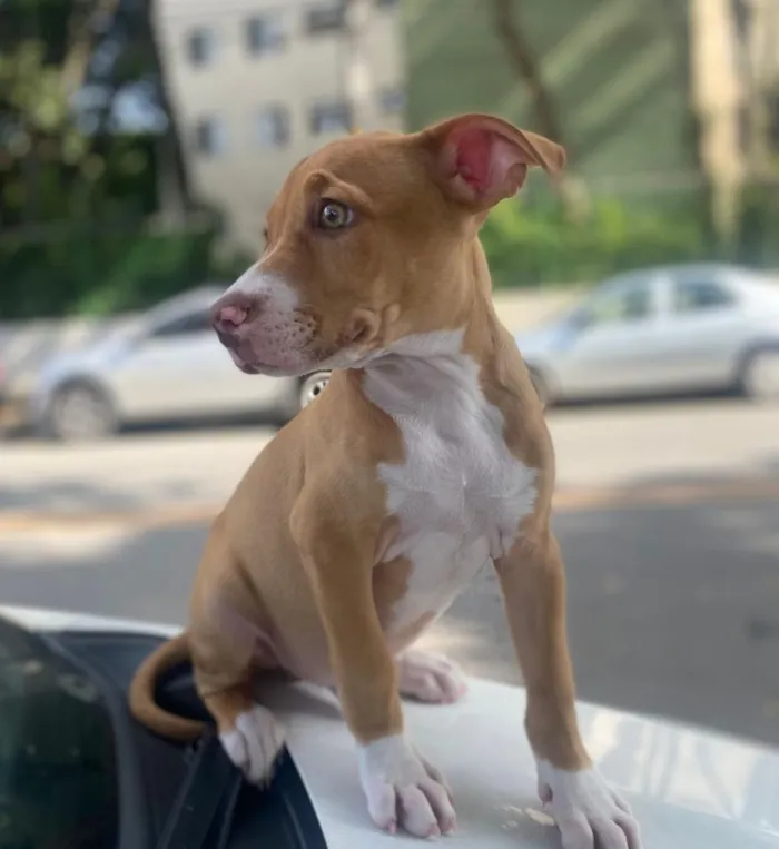 Cachorro raça Pit-Bull idade 2 a 6 meses nome Thor