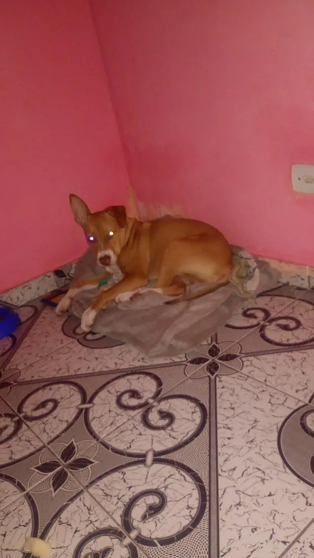 Cachorro raça Pit-Bull idade 2 a 6 meses nome Thor