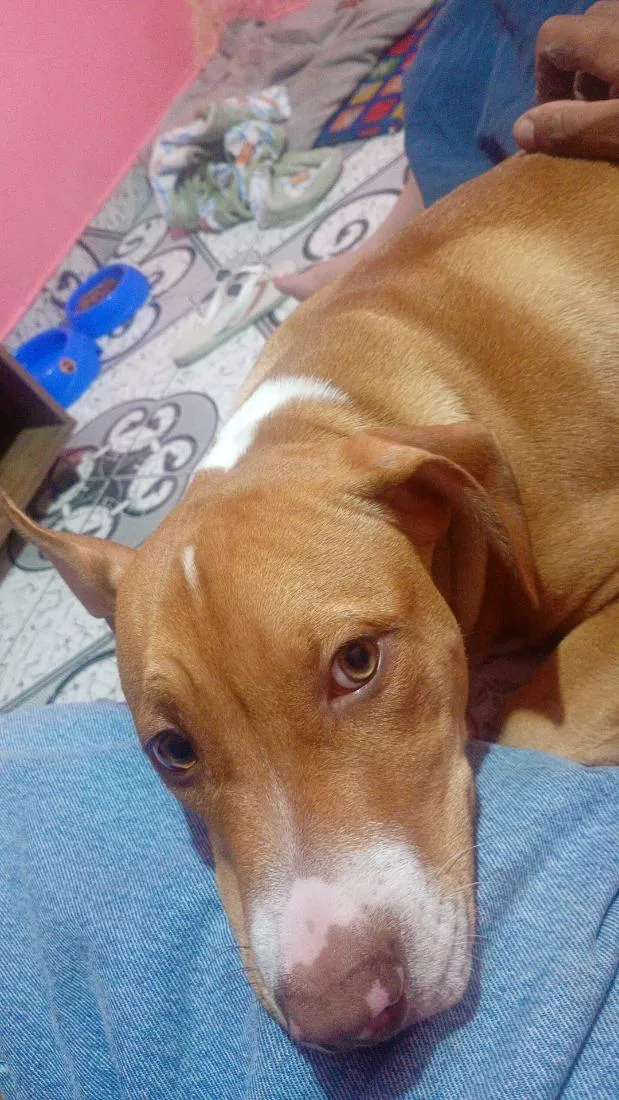 Cachorro raça Pit-Bull idade 2 a 6 meses nome Thor