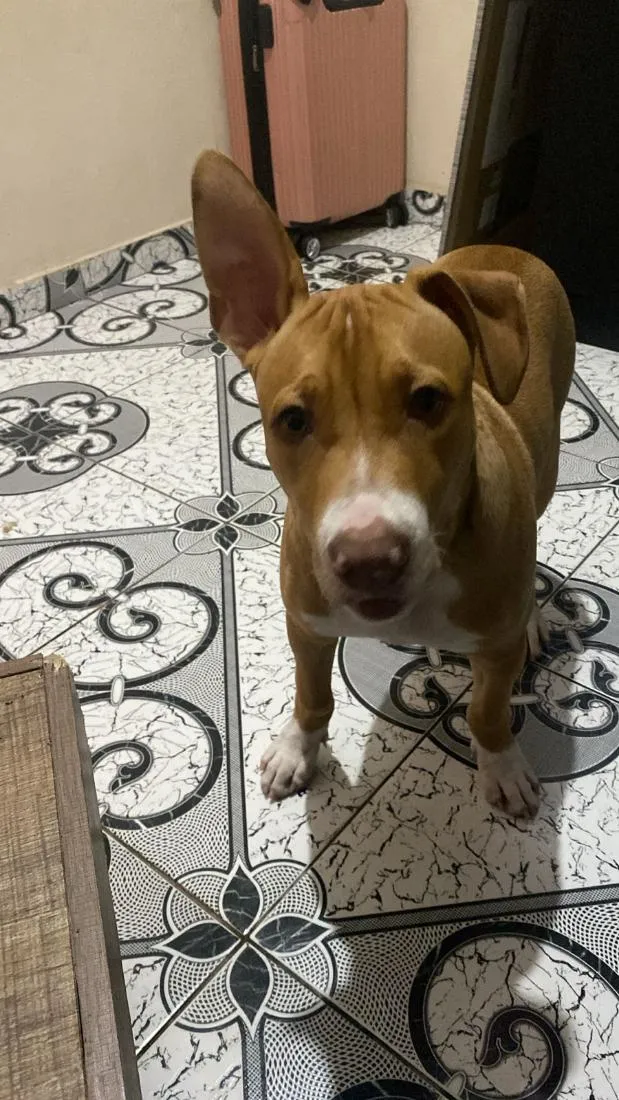 Cachorro raça Pit-Bull idade 2 a 6 meses nome Thor