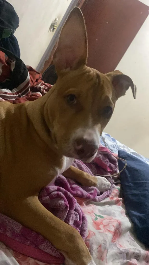 Cachorro raça Pit-Bull idade 2 a 6 meses nome Thor