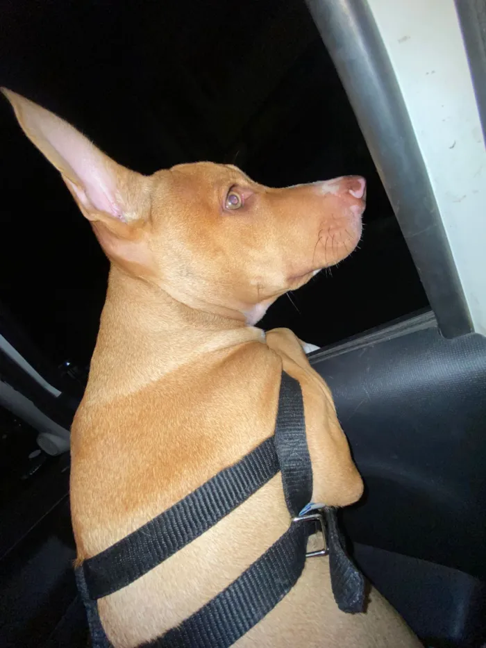 Cachorro raça Pit-Bull idade 2 a 6 meses nome Thor