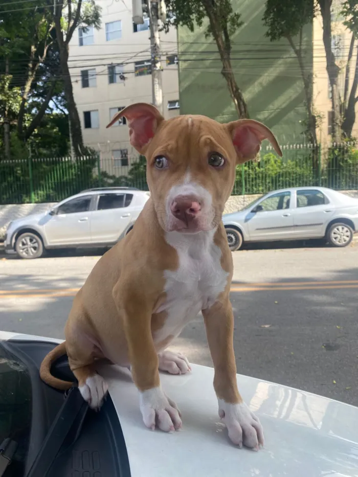 Cachorro raça Pit-Bull idade 2 a 6 meses nome Thor