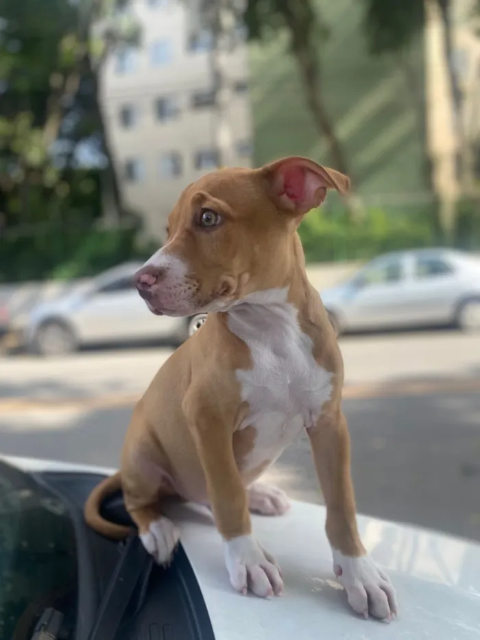 Cachorro raça Pit-Bull idade 2 a 6 meses nome Thor