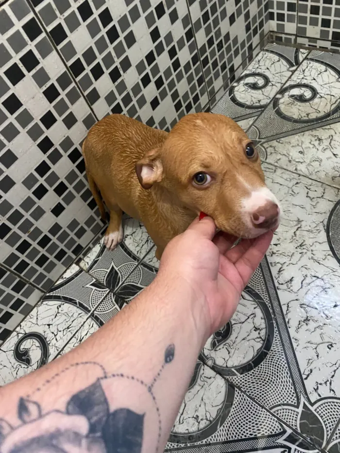 Cachorro raça Pit-Bull idade 2 a 6 meses nome Thor