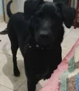 lolita