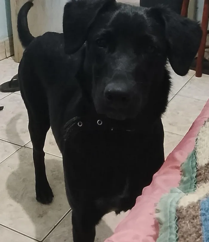 Cachorro raça SRD-ViraLata idade 1 ano nome lolita