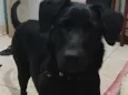 lolita