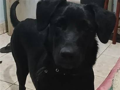 Cachorro raça SRD-ViraLata idade 1 ano nome lolita