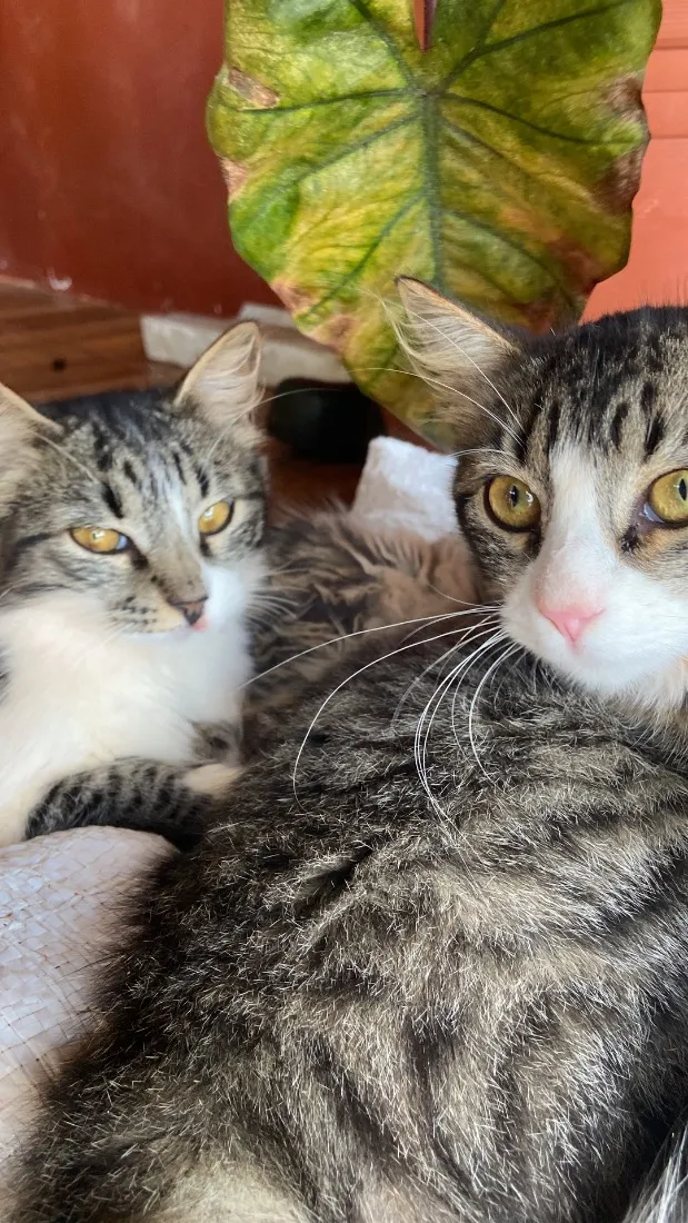 Gato raça SRD-ViraLata idade 2 a 6 meses nome Lili