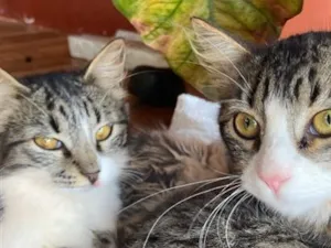 Gato raça SRD-ViraLata idade 2 a 6 meses nome Lili