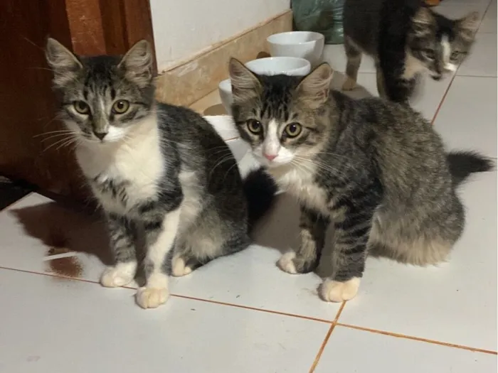 Gato raça SRD-ViraLata idade 2 a 6 meses nome Lili