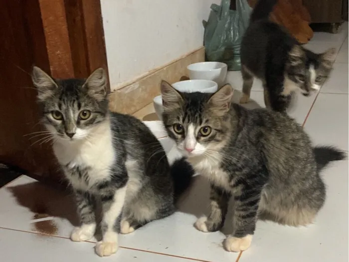 Gato raça SRD-ViraLata idade 2 a 6 meses nome Lili