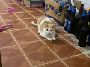 Gato raça SRD-ViraLata idade 7 a 11 meses nome luís 