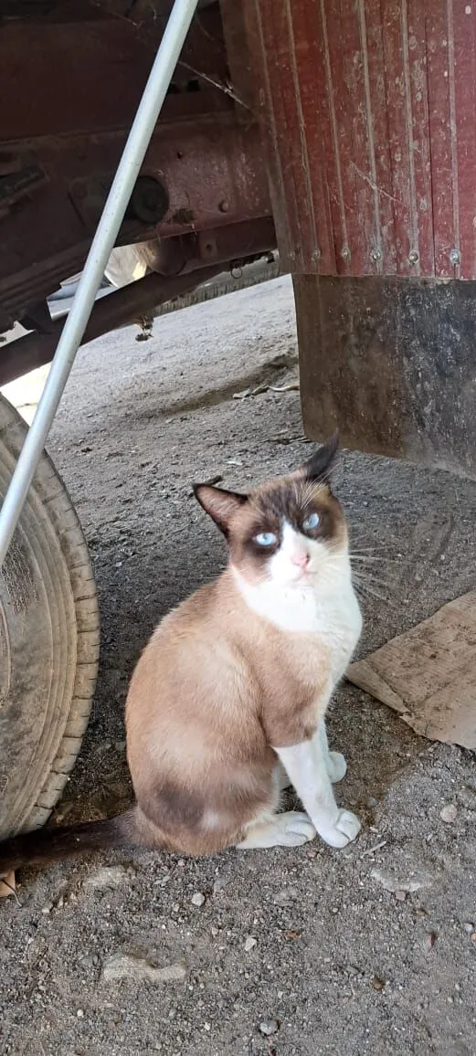 Gato raça SRD-ViraLata idade 1 ano nome Simba