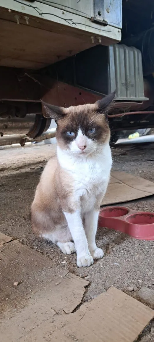 Gato raça SRD-ViraLata idade 1 ano nome Simba