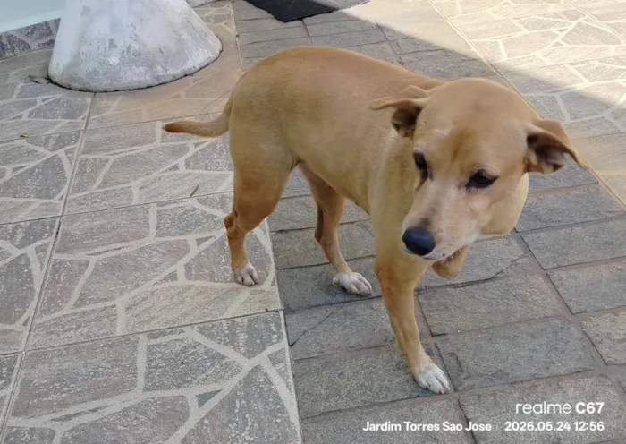 Cachorro raça SRD-ViraLata idade 6 ou mais anos nome Cristal