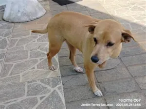 Cachorro raça SRD-ViraLata idade 6 ou mais anos nome Cristal