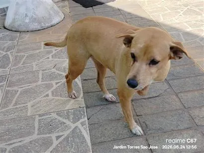 Cachorro raça SRD-ViraLata idade 6 ou mais anos nome Cristal
