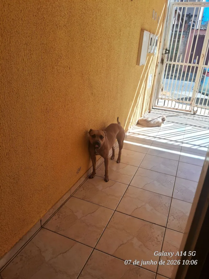 Cachorro raça Pit-Bull idade 3 anos nome Akira