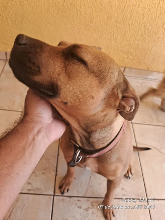 Cachorro raça Pit-Bull idade 3 anos nome Akira