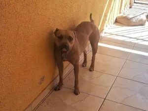 Cachorro raça Pit-Bull idade 3 anos nome Akira